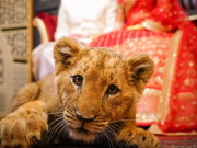 پنجاب میں جنگلی جانوروں کی شادی بیاہ تقریبات میں نمائش کے خلاف کارروائی کا فیصلہ