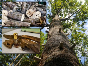 کاشتکاروں کا بٹ کوائن عود