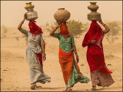 صحرا میں پھولی سرسوں بنجر زمین سے پھوٹتے معجزے