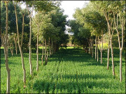 زرعی شجرکاری کو فروغ دیجیے