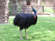 لاہور چڑیا گھر میں 50 سال تنہا رہنے والا  معمر ترین پرندہ چل بسا