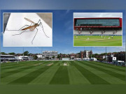 مکڑیوں کی بہتات نے کاؤنٹی چیمپئن شپ میچ خطرے میں ڈال دیا