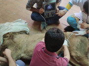 لاہور چڑیا گھرمیں شیر اورشیرنی کی زندگی بچانے کیلئے آخری کوششیں جاری