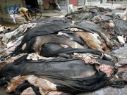 کورونا وبا کے باعث مقامی لیدر انڈسٹری کی پیداواری سرگرمیاں 50 فیصد تک محدود