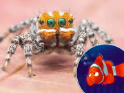 نارنجی چہرے والی نئی مکڑی کوفلمی کردار’نیمو‘ کا نام دیدیا گیا