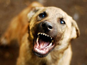 ٹنڈو الہیار آوارہ کتے نے بچے کو بھنبھوڑ ڈالا حالت تشویشناک