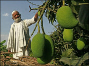 بھارت کا ’آم آدمی‘ جس نے ایک درخت پر 300 اقسام کے آم اُگا دیئے