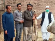 پاکستان میں پہلی بار مصنوعی طریقہ افزائش سے اونٹ کے بچے کی پیدائش