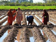 سندھ میں خواتین کسانوں کو کچن گارڈن کٹس کی مفت فراہمی شروع