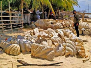 فلپائن میں ڈھائی کروڑ ڈالرکی سیپیاں اسمگل کرنے کی کوشش ناکام