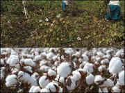 کسان کپاس کیوں نہیں لگانا چاہتے