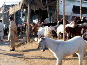 شہر میں بکروں کی فروخت کیلیے 15 مقامات پر منڈیاں قائم ہیں