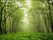 اب ہر درخت سرمایہ ہے