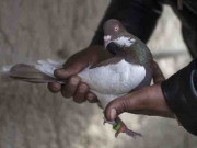 بھارتی فورسز کا ایک بار پھر پاکستانی جاسوس کبوتر پکڑنے کا دعویٰ