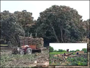 آم کے باغات کٹنے کی ’’اصل‘‘ کہانی