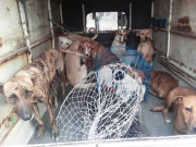 پنجاب میں کتوں کومارنے کی بجائے نس بندی پروگرام شروع