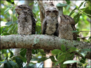 دنیا کا ’بدقسمت ترین‘ پرندہ انسٹاگرام پر ’پسندیدہ ترین‘ بن گیا