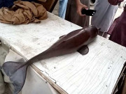 قیمتی مچھلی سمجھ کر انڈس ڈولفن کا شکار کرلیا گیا