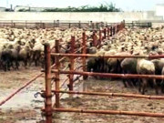  آسٹریلوی بھیڑیں بیماری سے پاک اورصحت مند ہیں ہائی کمشنر 