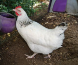 ٹھٹھہ مرغیوں میں برڈ فلو سے مشابہے بیماری پھیلنے کا انکشاف 