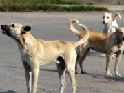 کتوں سے پھیلنے والے نئے کورونا وائرس کا انکشاف