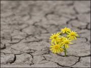 امید بہار رکھنا