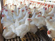 مرغیوں میں رانی کھیت کی بیماری نے شدت اختیار کر لی