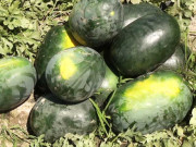 تربوز کی قیمت میں کمی پر کاشتکار پریشان