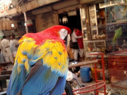 کرونا وبا کے باعث پاکستان میں غیرملکی پرندوں کی قیمتوں میں 3 گنااضافہ