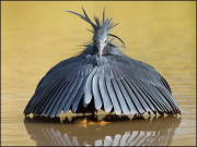 شکار کےلیے چھتری بن کر دھوکا دینے والا بگلا