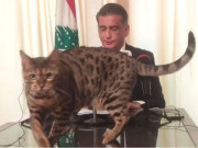 لبنانی سیاست دان کی براہ راست نشر ہونے والی پریس کانفرنس میں بلی کی کیٹ واک