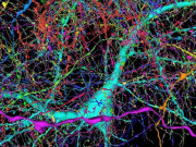 گوگل نے انسانی دماغی گوشے کا ریکارڈ تفصیلی نقشہ تیارکرلیا