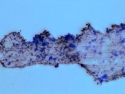 پلاسٹک کی دشمن خردبینی روبوٹ کی  فوج تیار