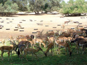 پنجاب میں 5 نئے نیشنل پارکس بنانے کا منصوبہ