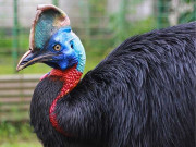 لاہور کے چڑیا گھرمیں شاہی پرندے کی مرنے کے بعد واپسی