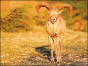 پنجاب میں جنگلی حیات کا مستقبل دعوے اور اقدامات