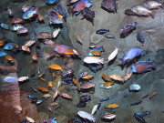 آبی حیات کی بحالی کے لیے پنجاب کے قدرتی پانیوں میں مچھلیاں چھوڑنے کا آغاز