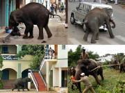 بھارت میں بدمست ہاتھی نے 16 افراد کو ہلاک کردیا