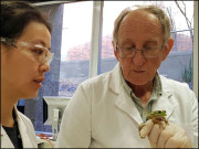 یہ سائنسدان مینڈکوں سے ’’ٹرّا کر‘‘ باتیں کرنے کے ماہر ہیں