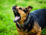 وکیل کو کتے کے کاٹے کا کیس ملزم کی درخواست ضمانت مسترد