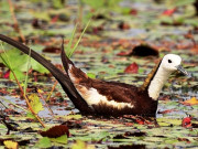 آبی گزرگاہوں میں آلودگی سے انسانوں سمیت آبی حیات کی بقا کو بھی خطرات لاحق