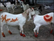 مذاہب عالم میں تصوّرِ قربانی