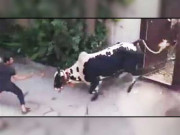 کراچی میں گائے کی ٹکر سے نوجوان جاں بحق