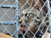 لاہور میں جانوروں کے نجی شیلٹر ہوم میں بھوک پیاس سے بڑی تعداد میں بلیاں ہلاک