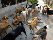 جانوروں کے تحفظ کے نام پر کام کرنے والی اکثر این جی اوز رجسٹر ہی نہیں