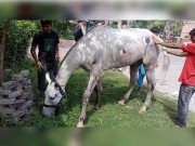 پاکستان میں پہلی بار  اسپائن انجری  گھوڑے کاکامیاب علاج