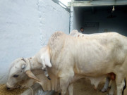 6 ٹانگوں اور 2 زبان والا انوکھا بچھڑا