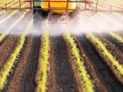 کیڑے مار ادویات اور پروسٹیٹ کینسر کے درمیان تعلق کا انکشاف