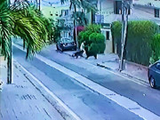 کتوں کا وکیل پر حملہ فریقین میں صلح نامہ طے پاگیا