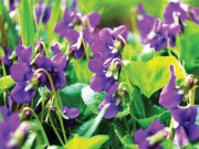 بنفشہ سے صحت حاصل کریں